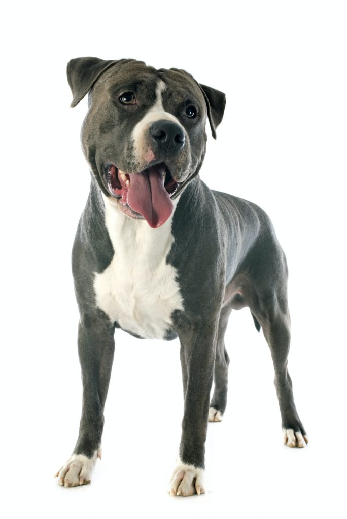 american staffordshire terrier