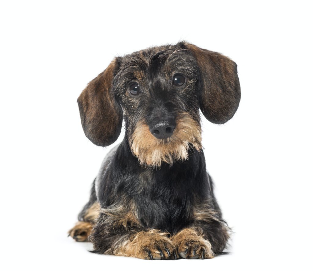 Dachshund, badger dog, sausage dog, wiener dog lying in front of white background